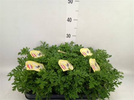 Pelargonium graveolens Mosquito Fighter Fresh&Fruity Ø12 H=25