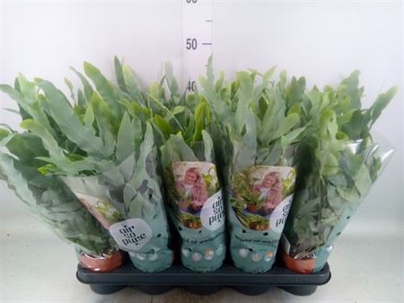 Phlebodium aureum 'Blue Star' Air So Pure Ø12 H=35