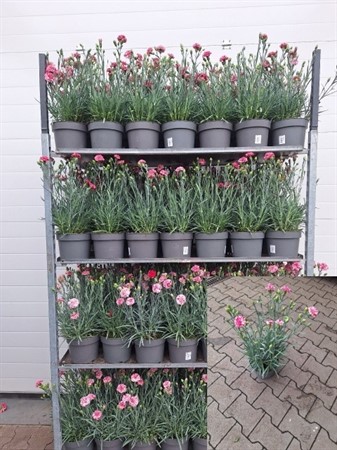 DIANTHUS CARYOPHYLLUS PEMAN Ø19
