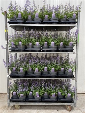 NEPETA FAASSENII 17 CM Ø17