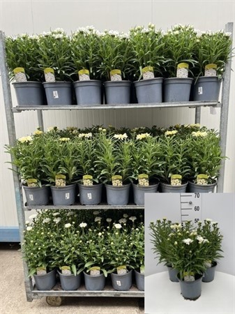 LEUCANTHEMUM MAXIMUM 19 CM Ø19