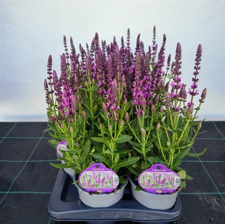 SALVIA NEMORO DEEP ROSA 13Ø Ø13