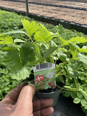 FRAGARIA VESCA 'RÜGEN' SMULTRON 10,5Ø Ø10.5