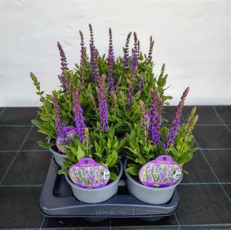 SALVIA NEMOROSA 'OSTFRISLAND' Ø13