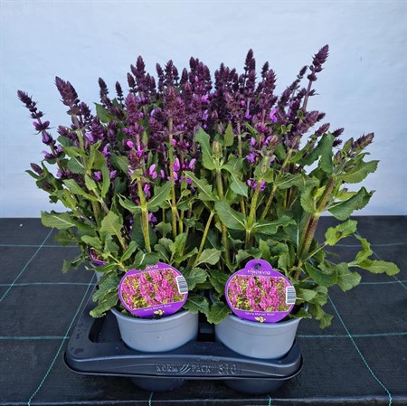 SALVIA NEMOROSA 'MARVEL ROSE' Ø13