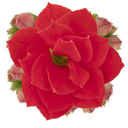 KALANCHOE R.F RÖD    6 CM Ø6