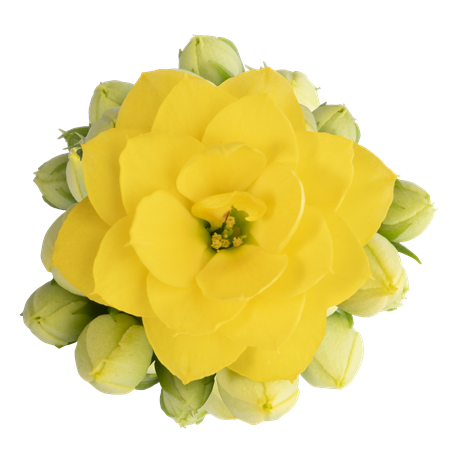 KALANCHOE GUL ROSE FLOW 6 CM Ø6