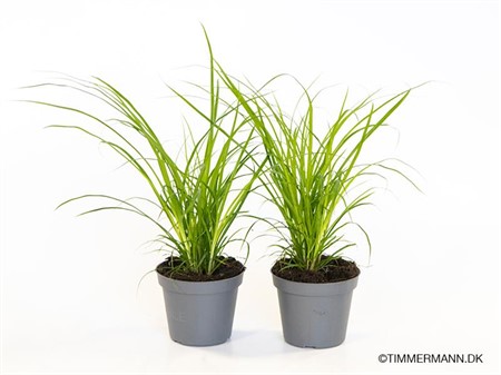 CAREX BRUNNEA 6 CM Ø6