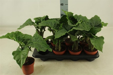 Alocasia Low Rider KLIPP Ø12 H=30