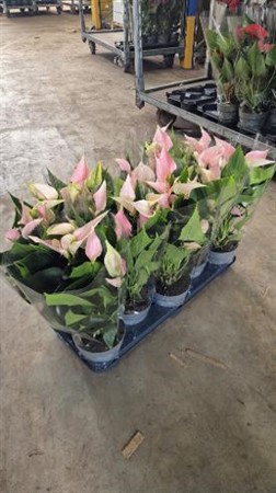 Anthurium rosa NYHET !! Ø12 H=45