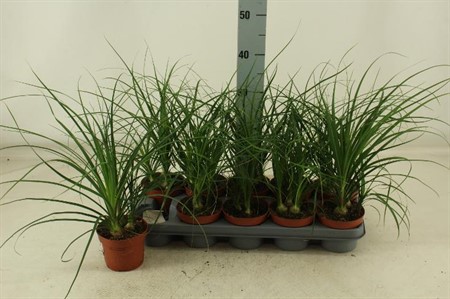 Beaucarnea KLIPP Ø12 H=25 1 TAK