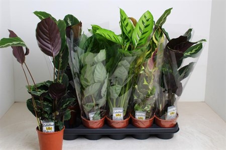 Calathea mix 4 sorter KLIPP Ø12 H=40