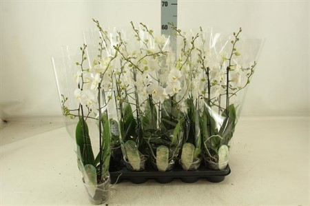 Phalaenopsis vit multiflora Venice KLIPP Ø12 H=55 30+ BLM 2 TAK