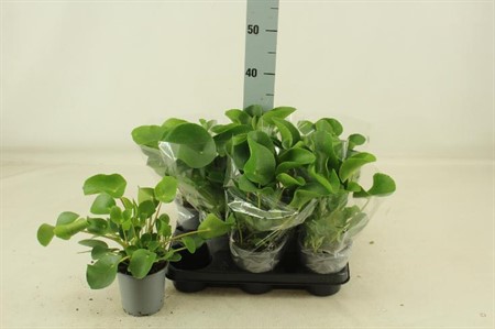 Pilea Peperomoides KLIPP Ø13 H=30