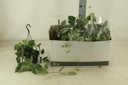 Scindapsus pictus Argyraeus KLIPP Ø15 H=40 40+CMRANK