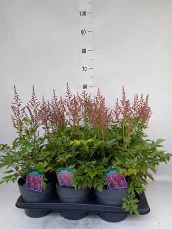 Astilbe japonica 'Mainz' clockbuy Ø17 H=45