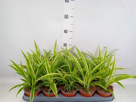 Chlorophytum com. Ø12 H=30