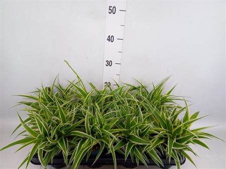 Chlorophytum com. 'Ocean' Ø510 H=20