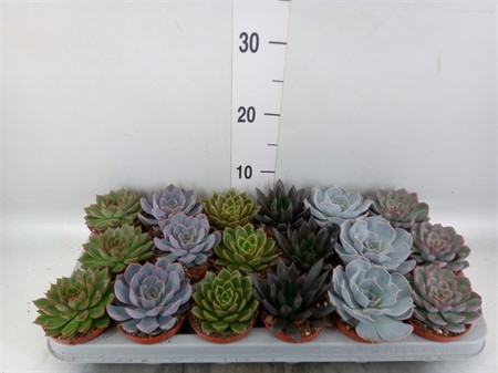 Echeveria mix . Ø508 H=12