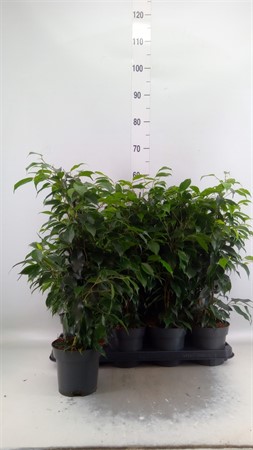 Ficus benja. 'Danielle' pyramid KLIPP Ø14 H=56