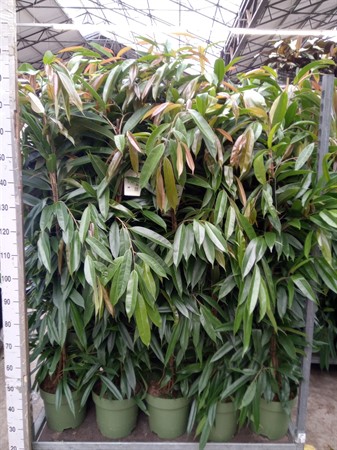 Ficus binn. 'Amstel King' pyramid KLIPP Ø27 H=150