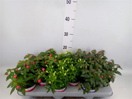 Fuchsia 'Bella Fuchsia' ..mix clockbuy! staand/hang Ø510 H=25