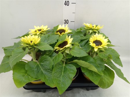 Helianthus an. 'Sunsation Lemon' . Ø12 H=30
