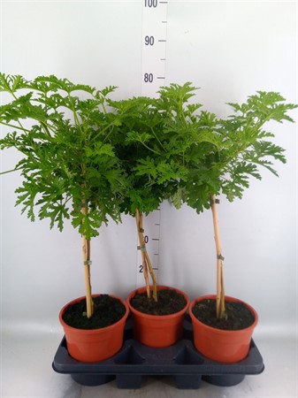 Pelargonium graveolens 'Lemon Tree' on stem Ø19 H=80