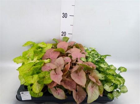 Syngonium 'Red Heart' Ø7 H=15