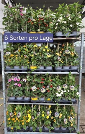 THUNBERGIA ALATA 14 CM Ø14