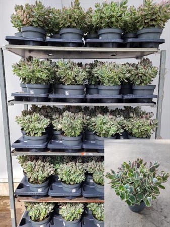SEDUM TELEPHIUM  21 CM Ø21