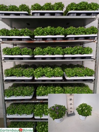 EXACUM AFFINE  10,5 CM Ø10.5