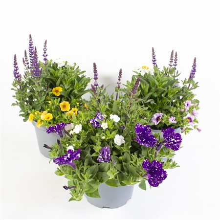 TRIO SOMMERBLOMMOR MIX 19 CM Ø19