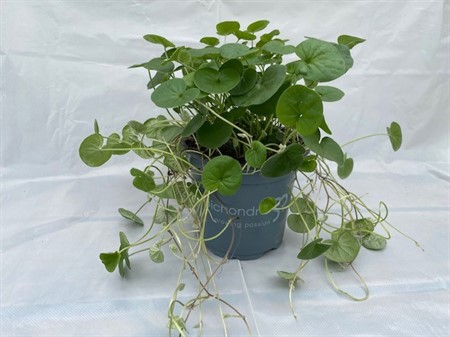 DICHONDR.REPENS 'EMERALD FALLS Ø10.5
