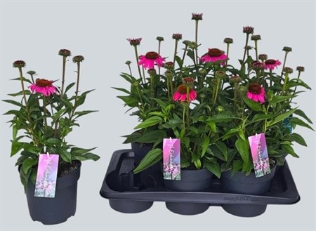 Echinacea Mooodz Courage Ø17 H=46