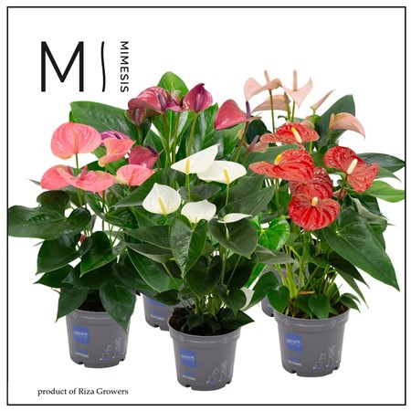 Anthurium mix 4+ flower specialty selection KLIPP Ø12 H=43