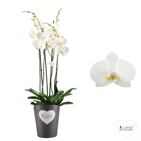 Phalaenopsis vit Duetto 4 spike KLIPP Ø17 H=70