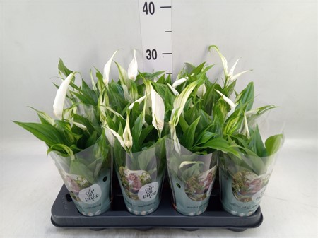 Spathiphyllum 'Pearl Cupido' Air So Pure Ø7 H=24