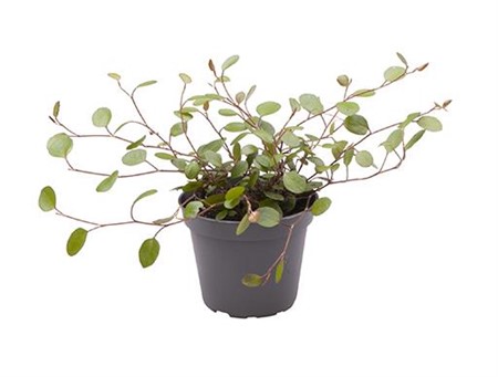 MUEHLENBECKIA COMPLEXA 6 CM Ø6