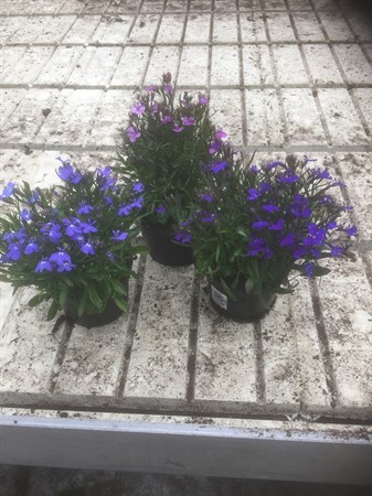 LOBELIA ERINUS 'BLUE STAR' KANT 11Ø Ø11