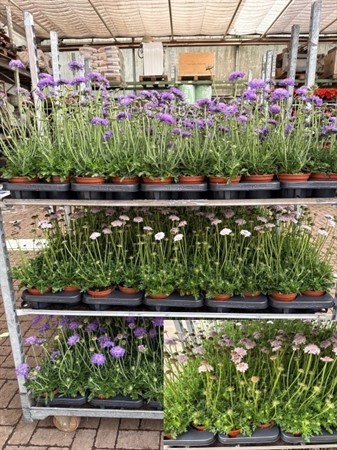 SCABIOSA CAUCASICA Ø12
