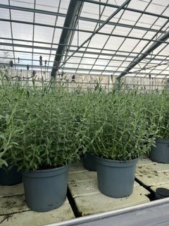 LAVANDULA ANGU. 'HIDCOTE BLUE' Ø17