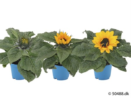 HELIANTHUS ANNUUS 6 CM Ø5.5