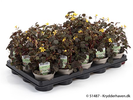 OXALIS VULCANICOLA 10Ø Ø10