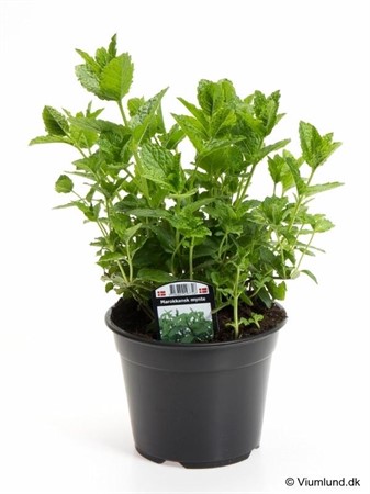 MENTHA SPICATA/MYNTE 14Ø Ø14