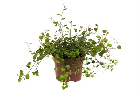 MUEHLENBECKIA COMPLEXA 10,5 CM Ø10.5