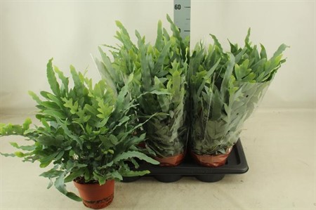 Phlebodium aureum Blue Star Ø17 H=45
