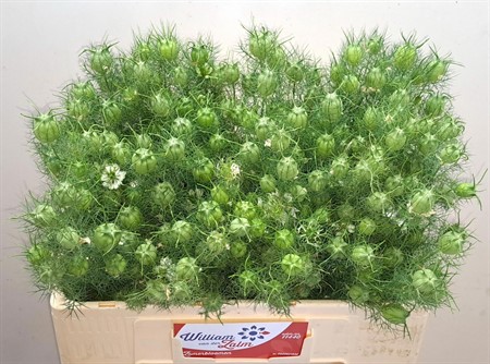 Bunch Nigella Seed Pods H=55