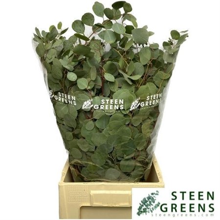 bunch Eucalyptus polyanthemos H=65