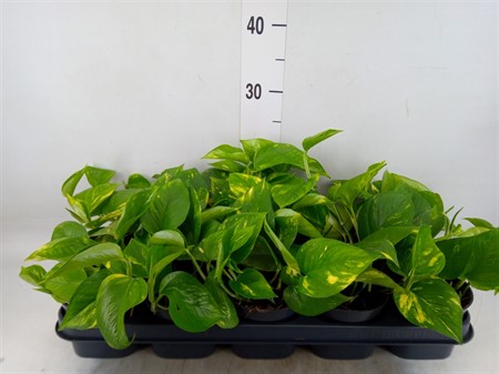 Epipremnum pinn. 'Aureum' * Ø12 H=20